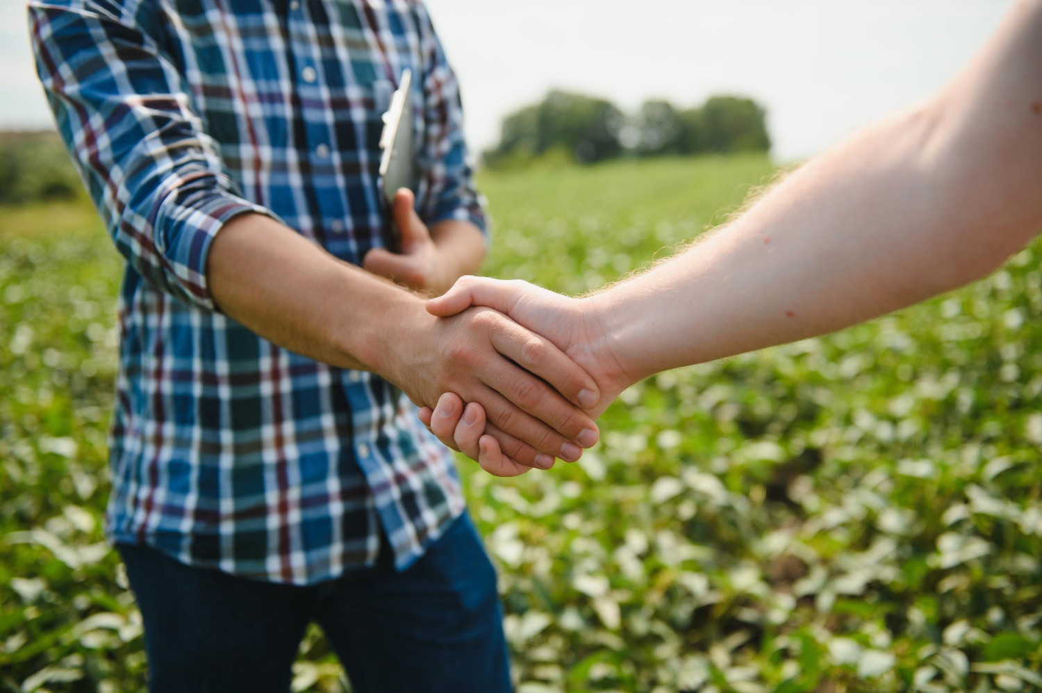 Two farmers shaking hands in soybean field in early summer